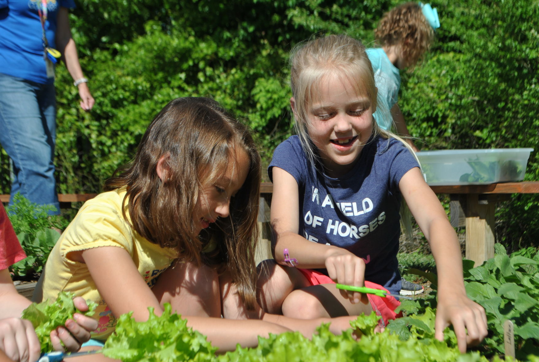 CSES Cultivators (2).JPG